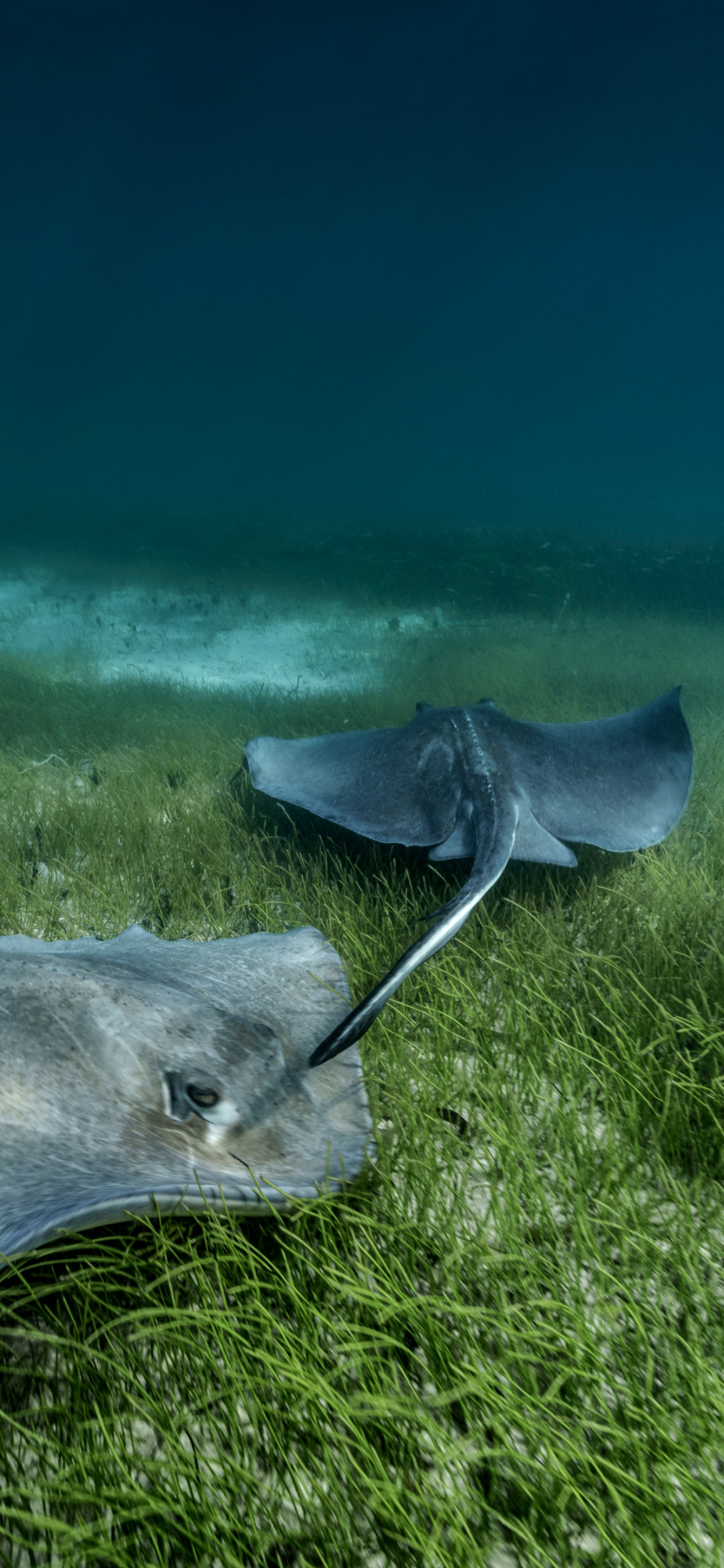 Cristina Mittermeier and Paul Nicklen photograh for Atmos Volume 12 print issue.