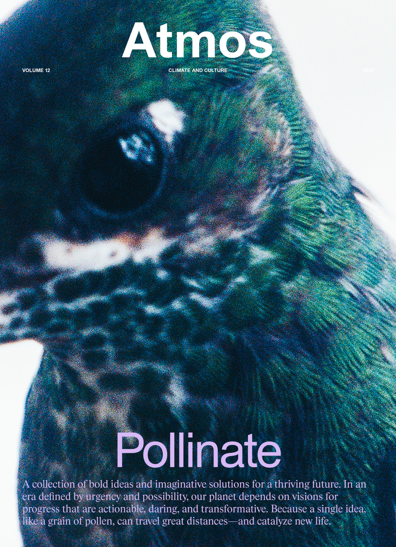 Daniel Shea cover for Pollinate.