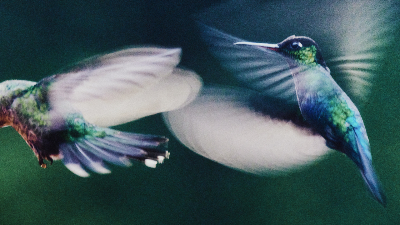 Daniel Shea photographs pollinators for Atmos Volume 12 issue.