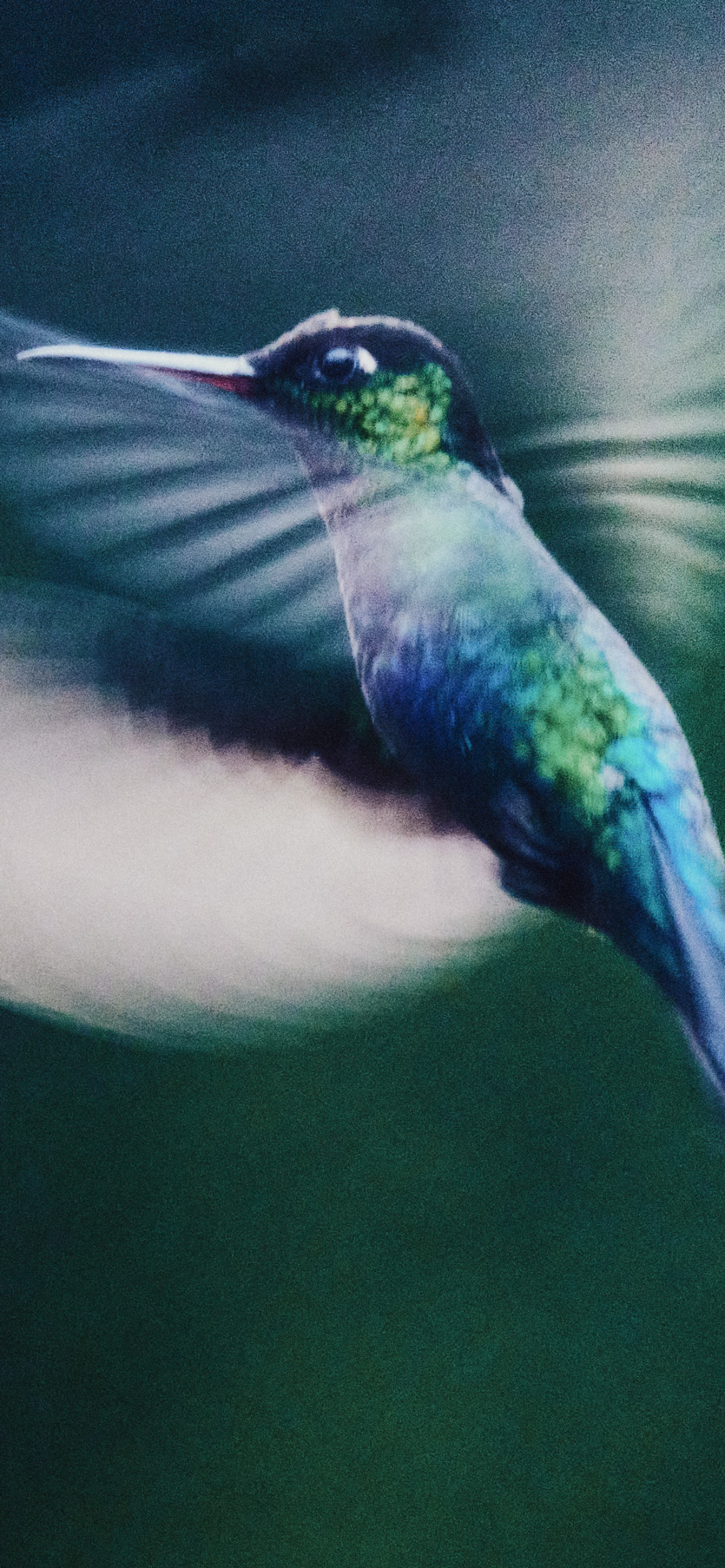 Daniel Shea photographs pollinators for Atmos Volume 12 issue.