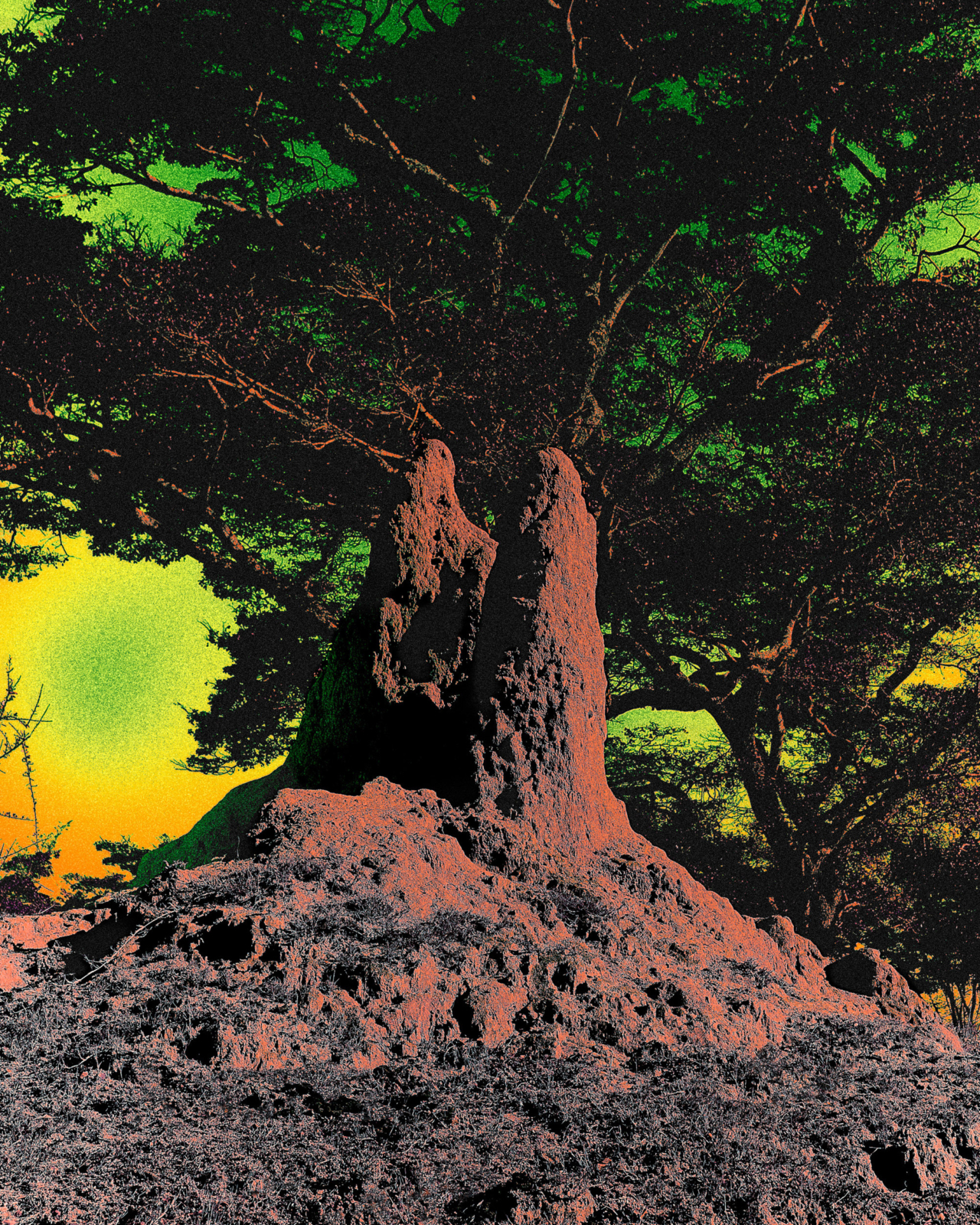 A termite mound in a forest.