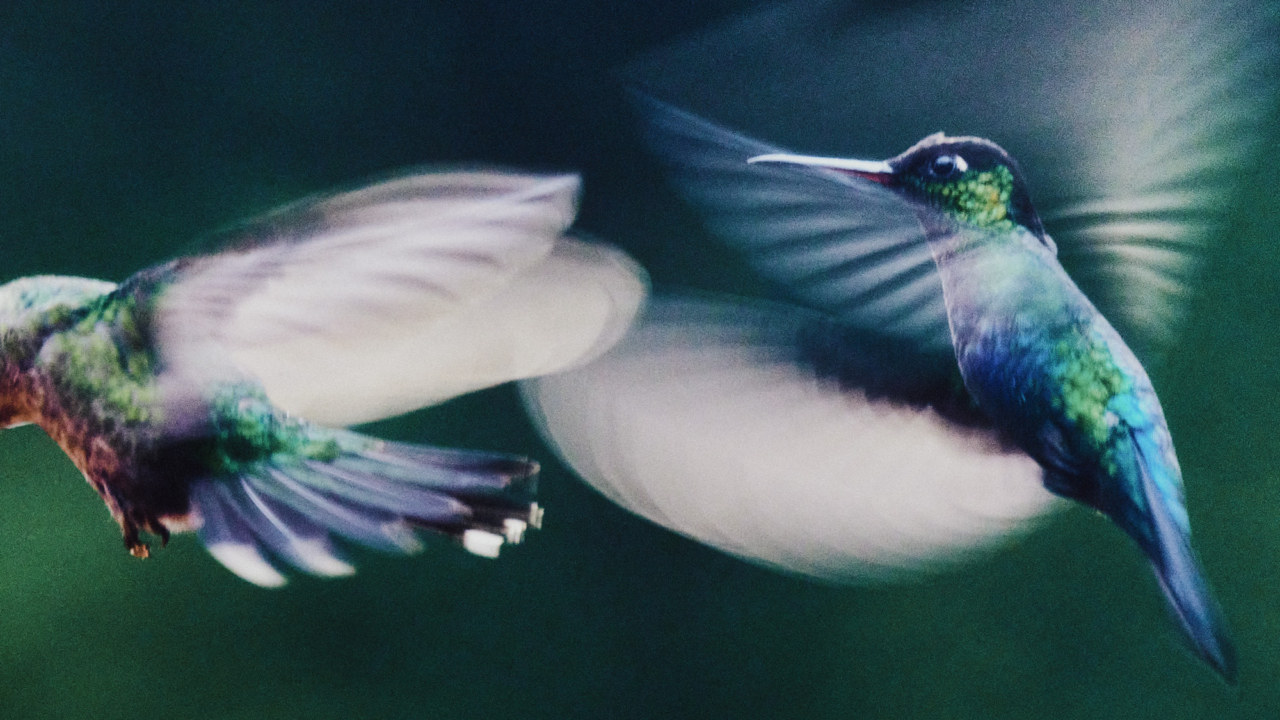 Daniel Shea, la lente de un jardinero, tiene alas que mantienen vivo nuestro mundo.