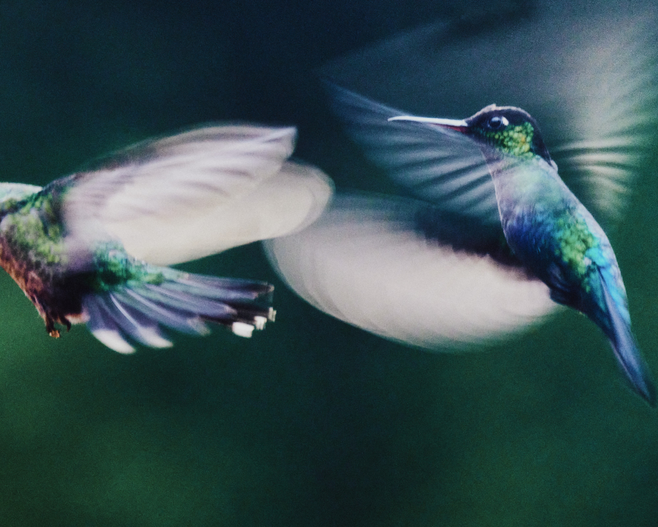 Two hummingbirds fly through the Costa Rica forest.