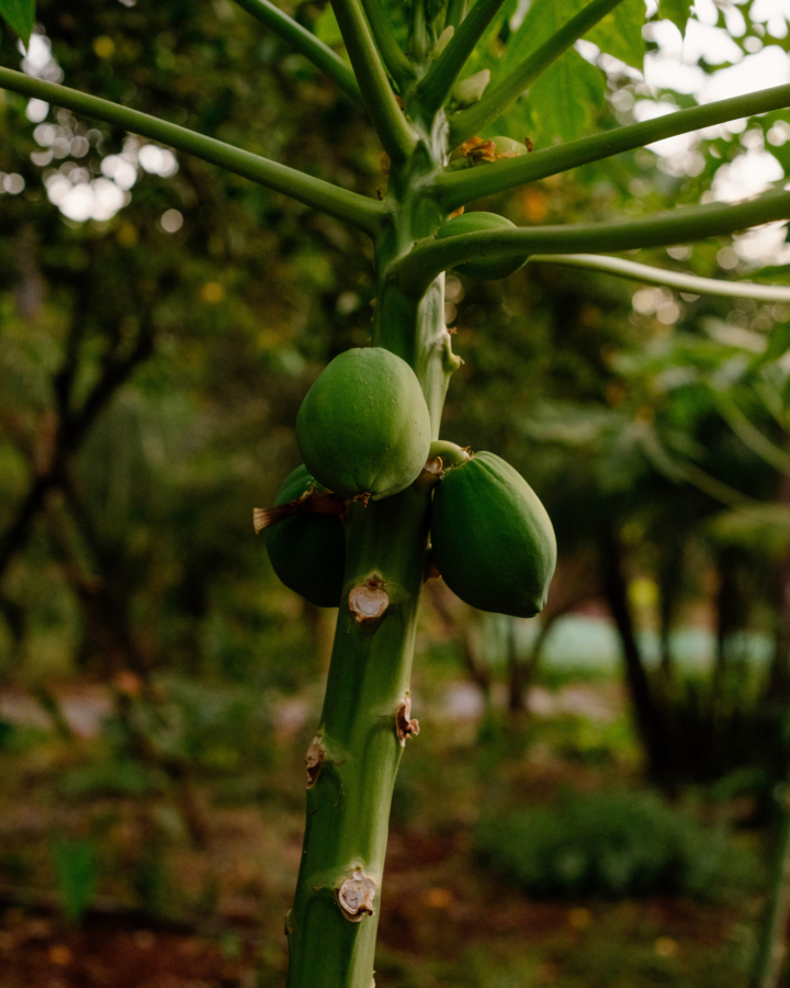 Papayas grow on a tree.