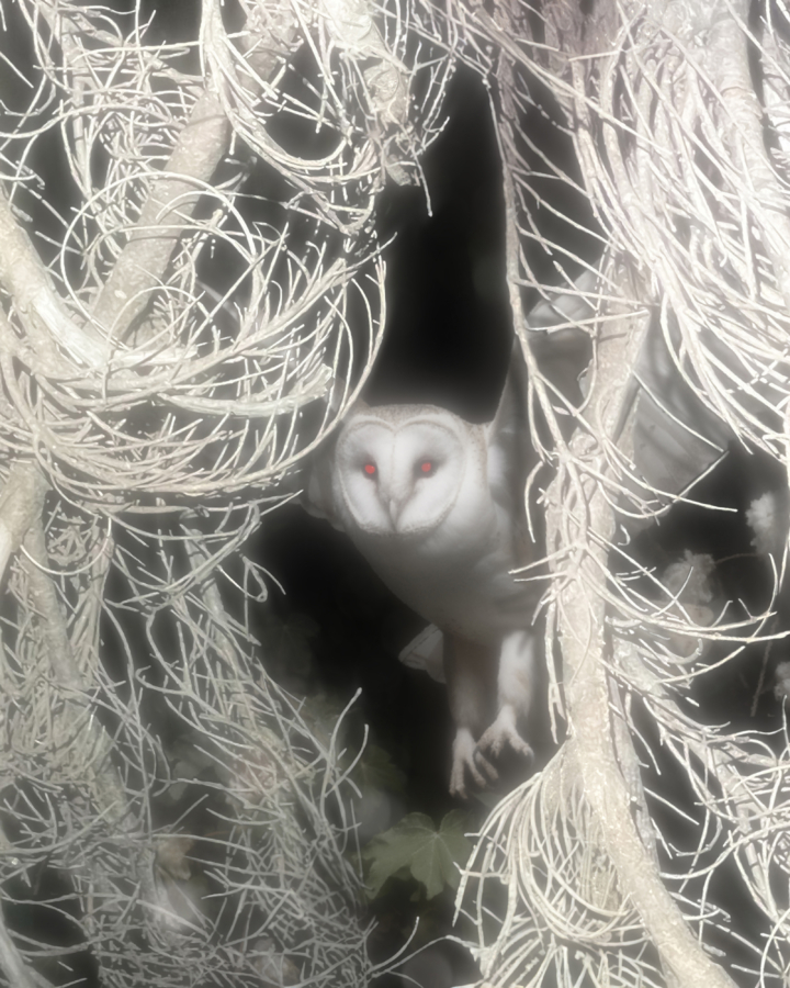 A white owl burrows deep in a nest.