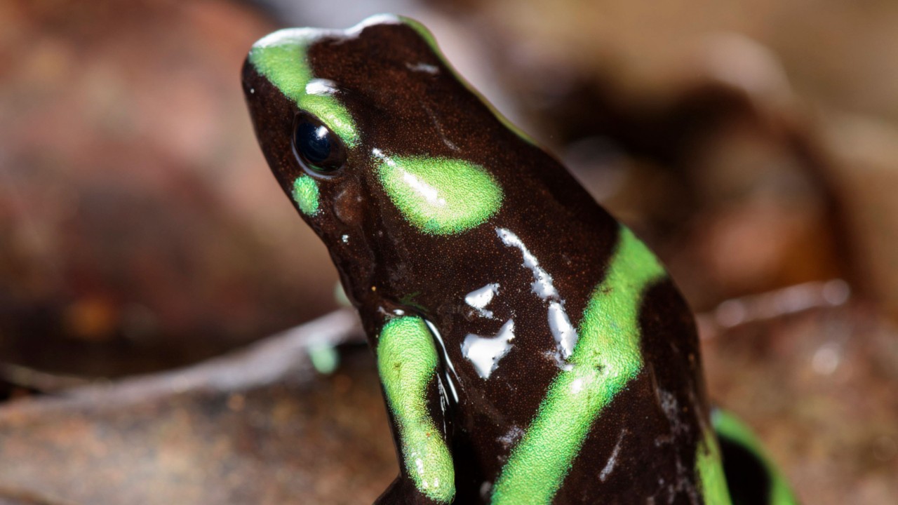 Aposematismus und die Schönheit des Bewusstseins Aposematismus und die Schönheit des Bewusstseins