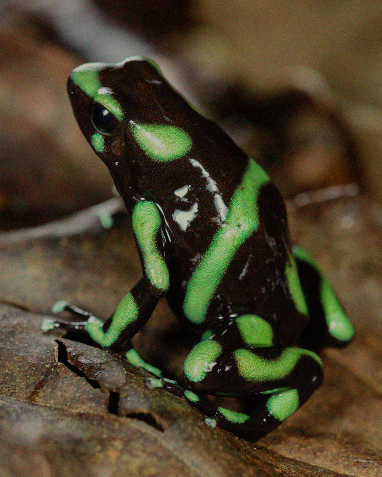 A green and black poison dart frog sits on a log.