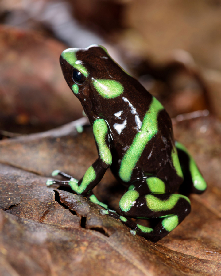 Green poison dart frog