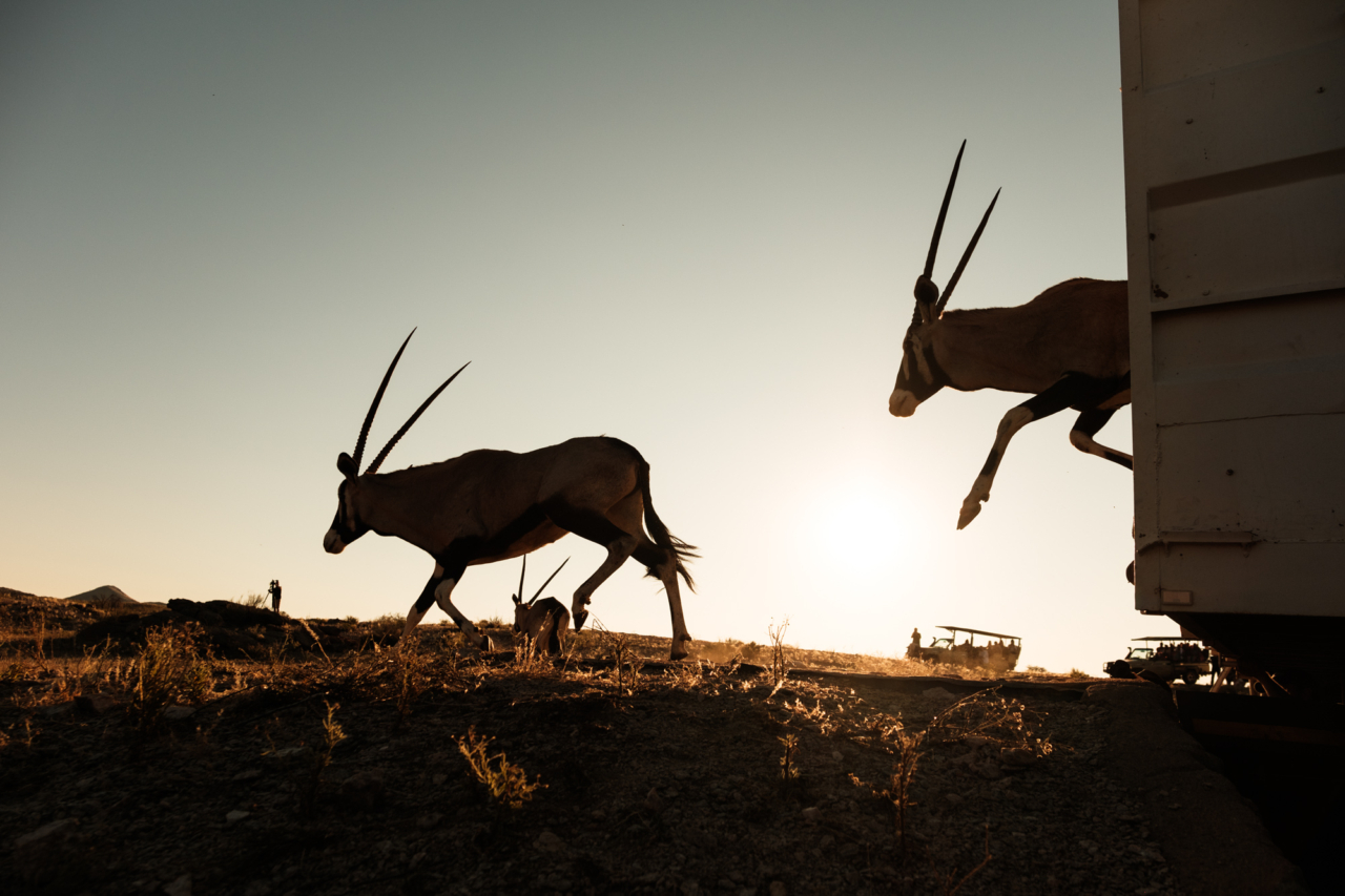 Oryx run across the ORKCA landscape.