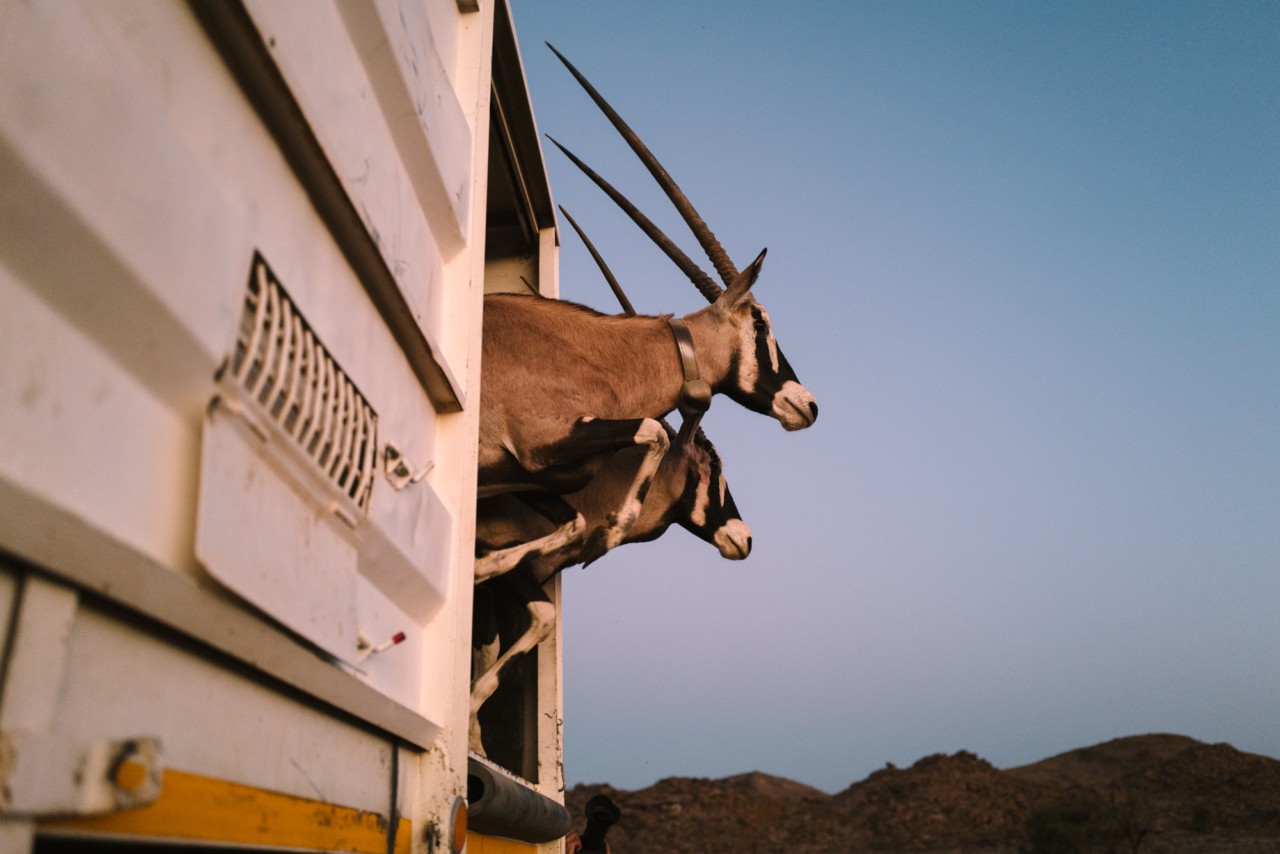Collared oryx run out of a white truck onto the ORKCA landscape.