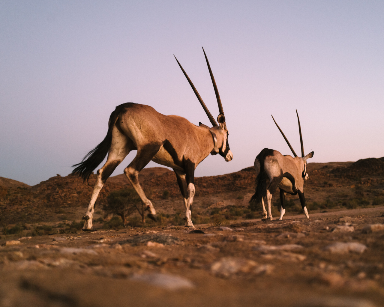 Oryx run across the ORKCA landscape.