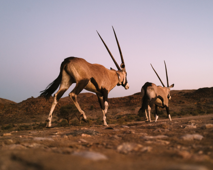 Oryx run across the ORKCA landscape.
