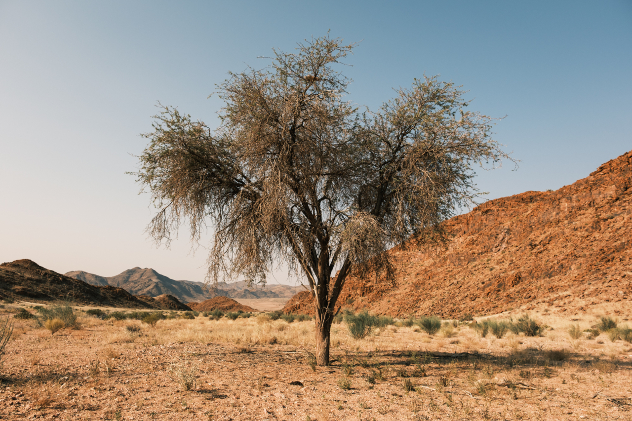 A tree in the Namibian desert.