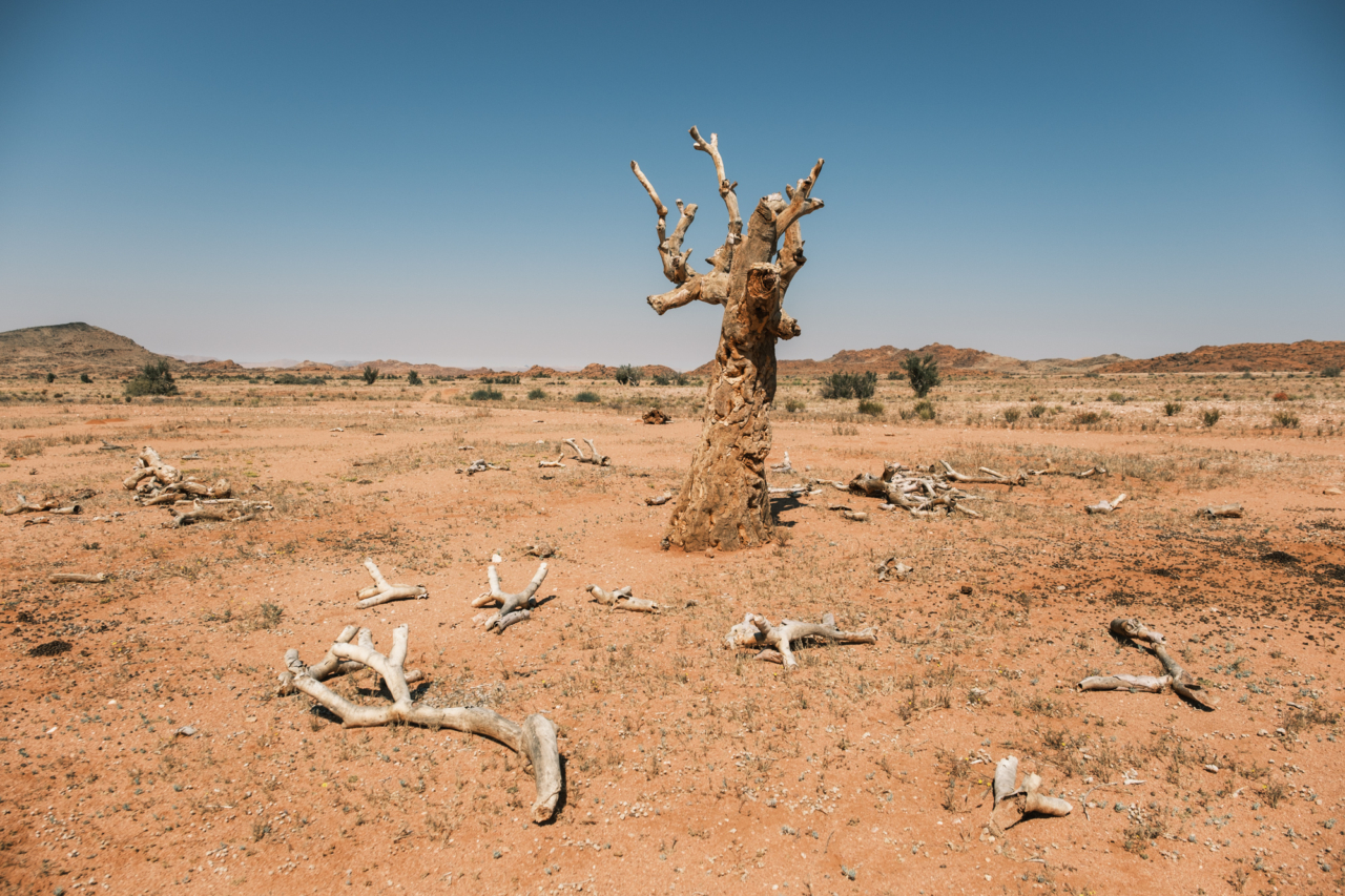A quiver tree and its broken branches in southern Namibia.