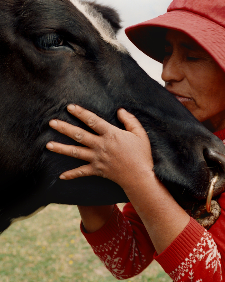 Farmer in red bucket hat hugging and kissing black and white cow's face.