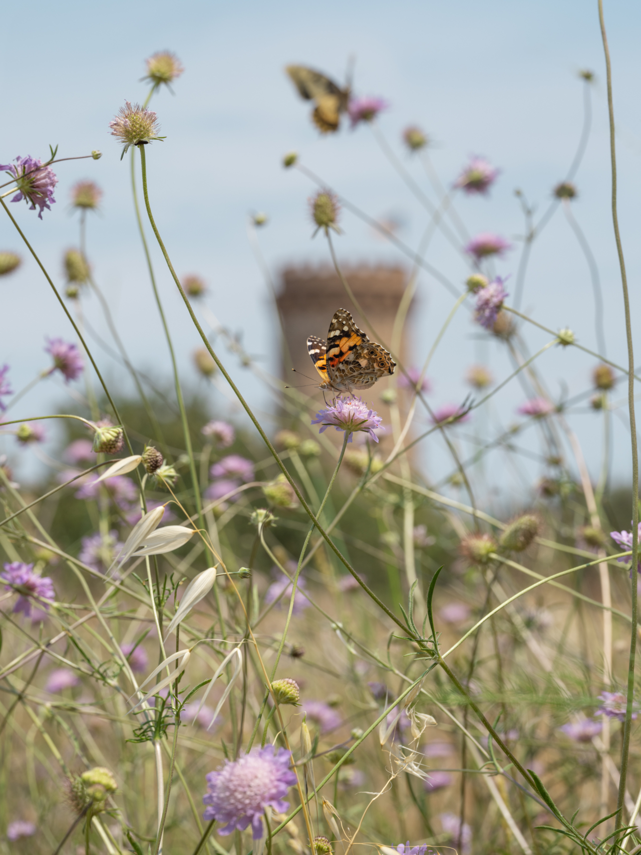 Painted Lady Butterfly on a Pincushion, Spain, 2021