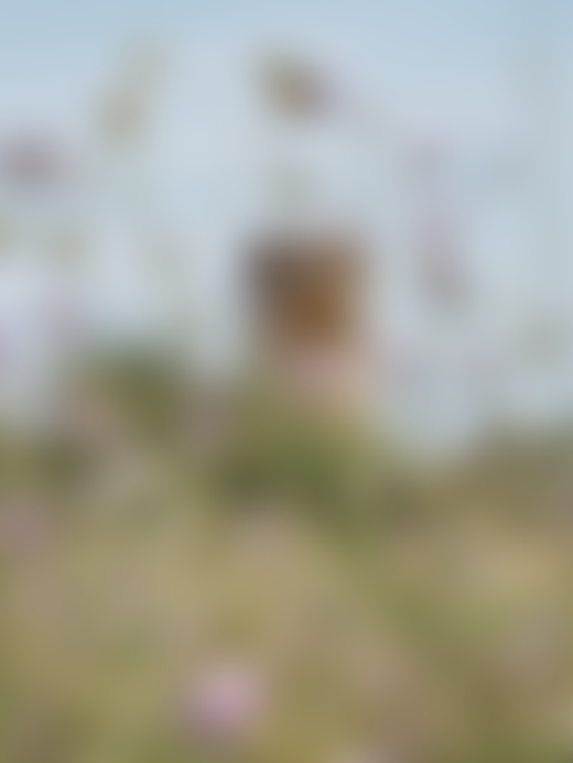 Painted Lady Butterfly on a Pincushion, Spain, 2021