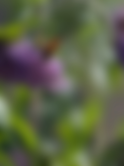 Painted Lady Butterfly on Buddleia, England, 2021