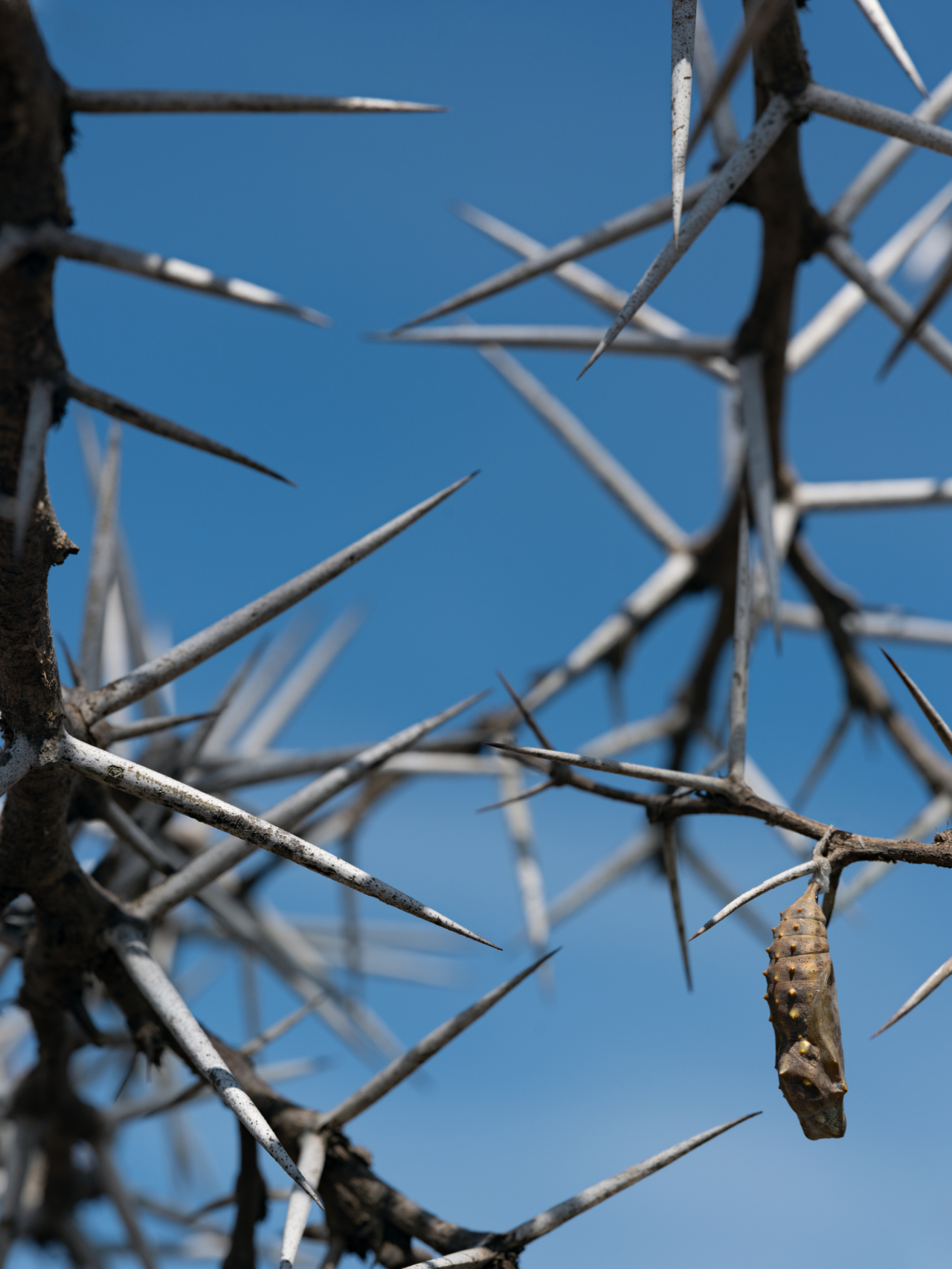Painted Lady Chrysalis Hanging from an Acacia, Kenya, 2021