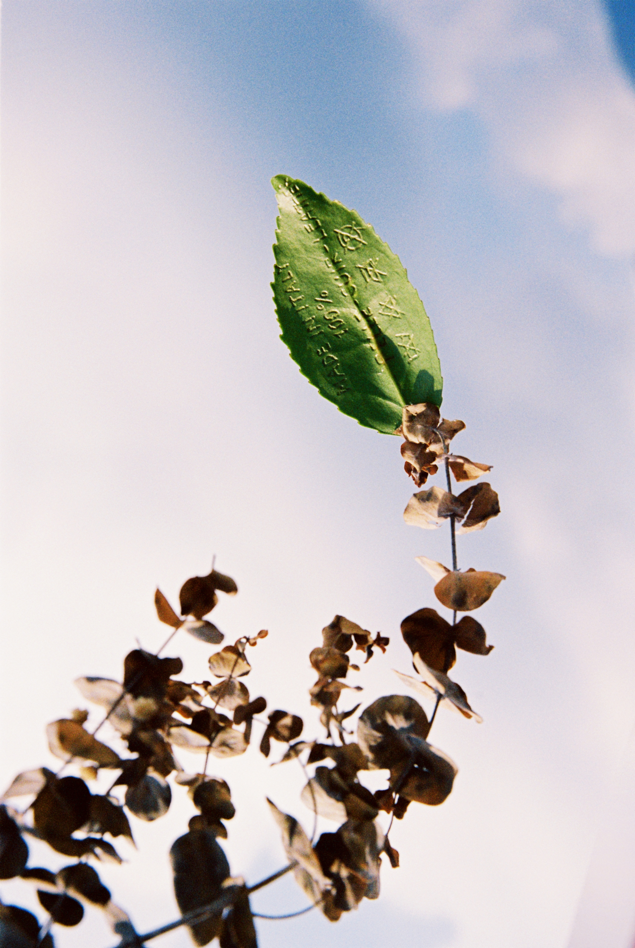 Passport information etched into the skin of a green leaf.