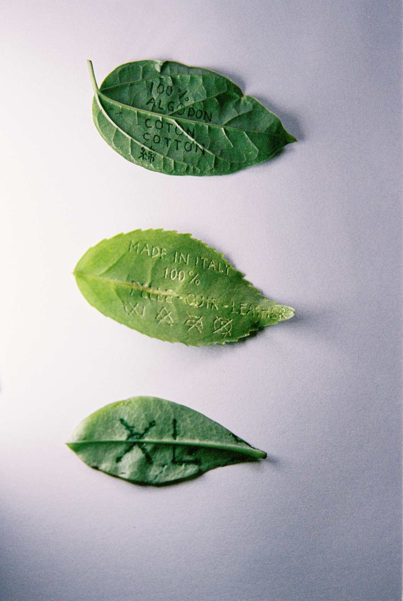 Passport information etched into the skin of three green leaves.