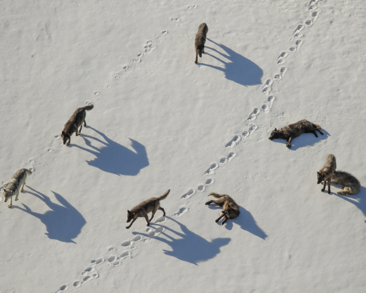 A pack of wolves walks through the snow.