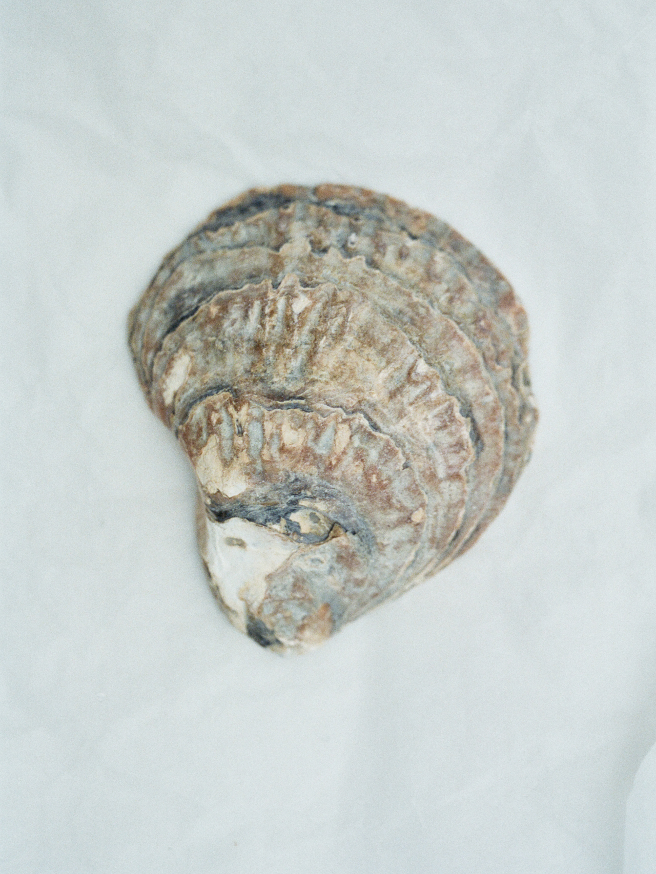 A sea shell