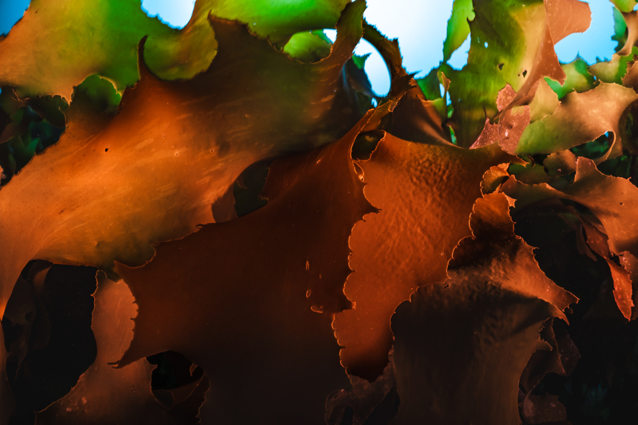 Sea kelp in the ocean.