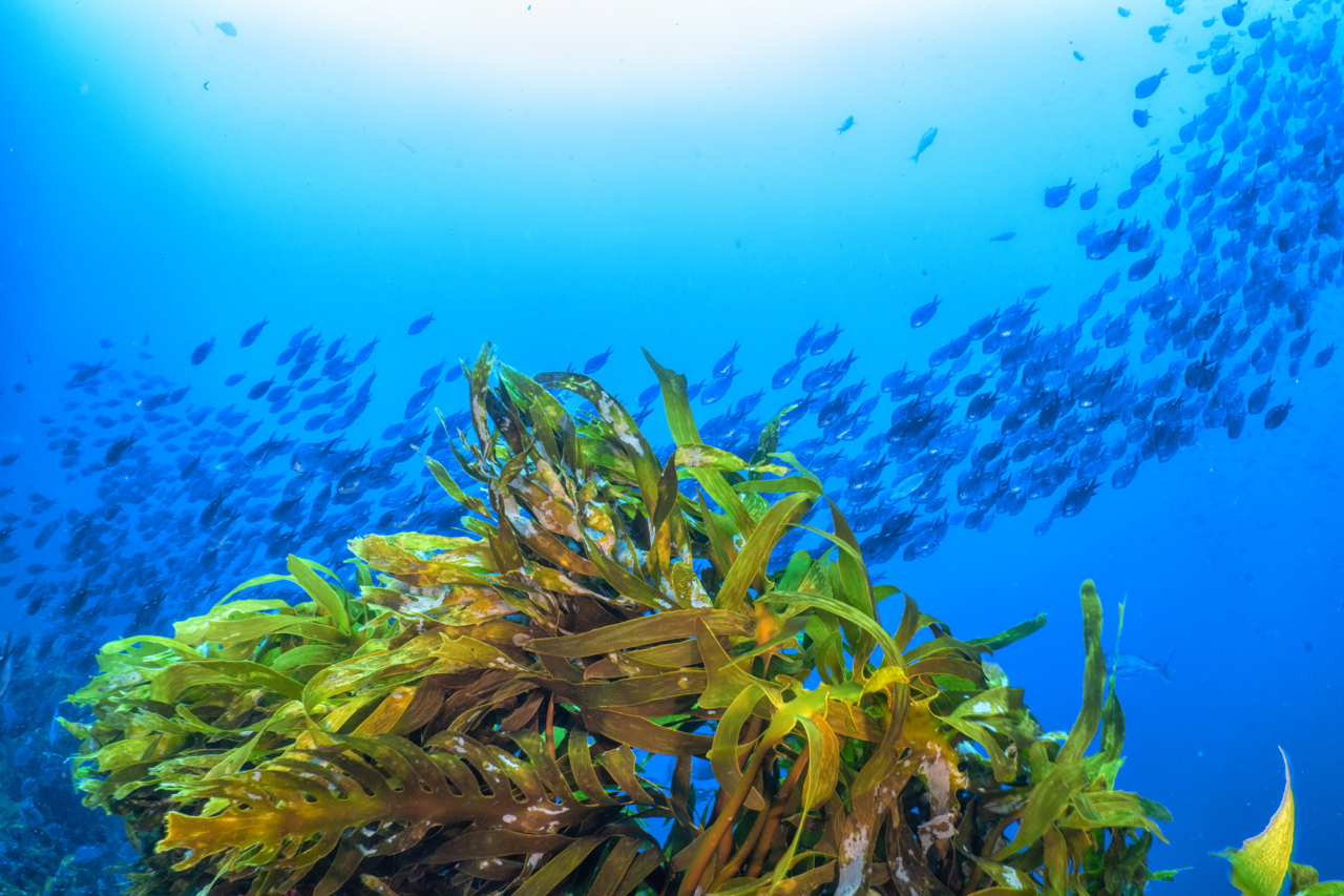 A school of fish swims by green kelp in the ocean.