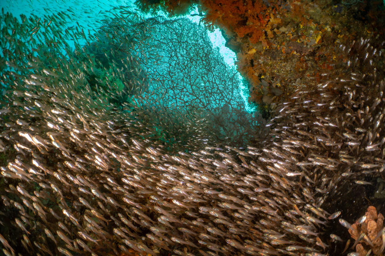 A school of fish in the ocean
