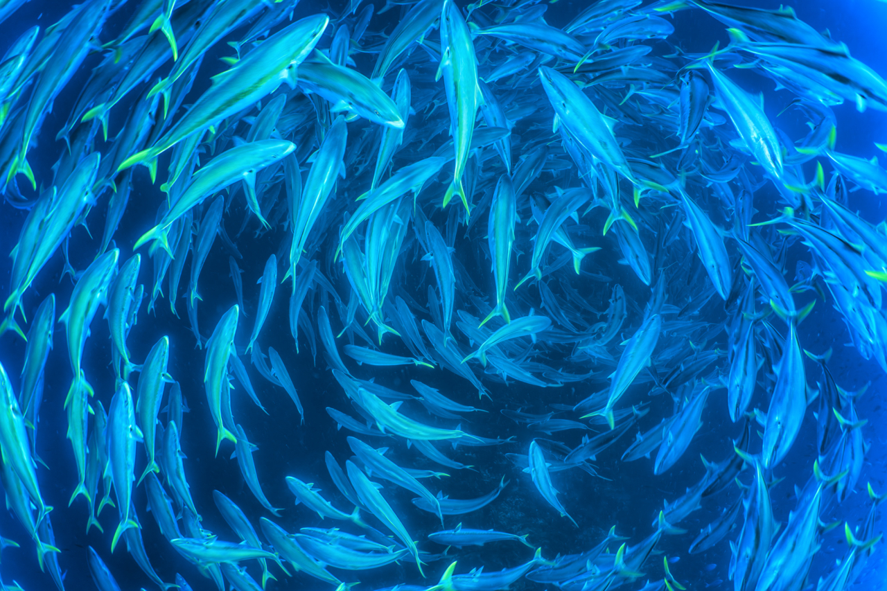 A school of fish swim in a circular formation.