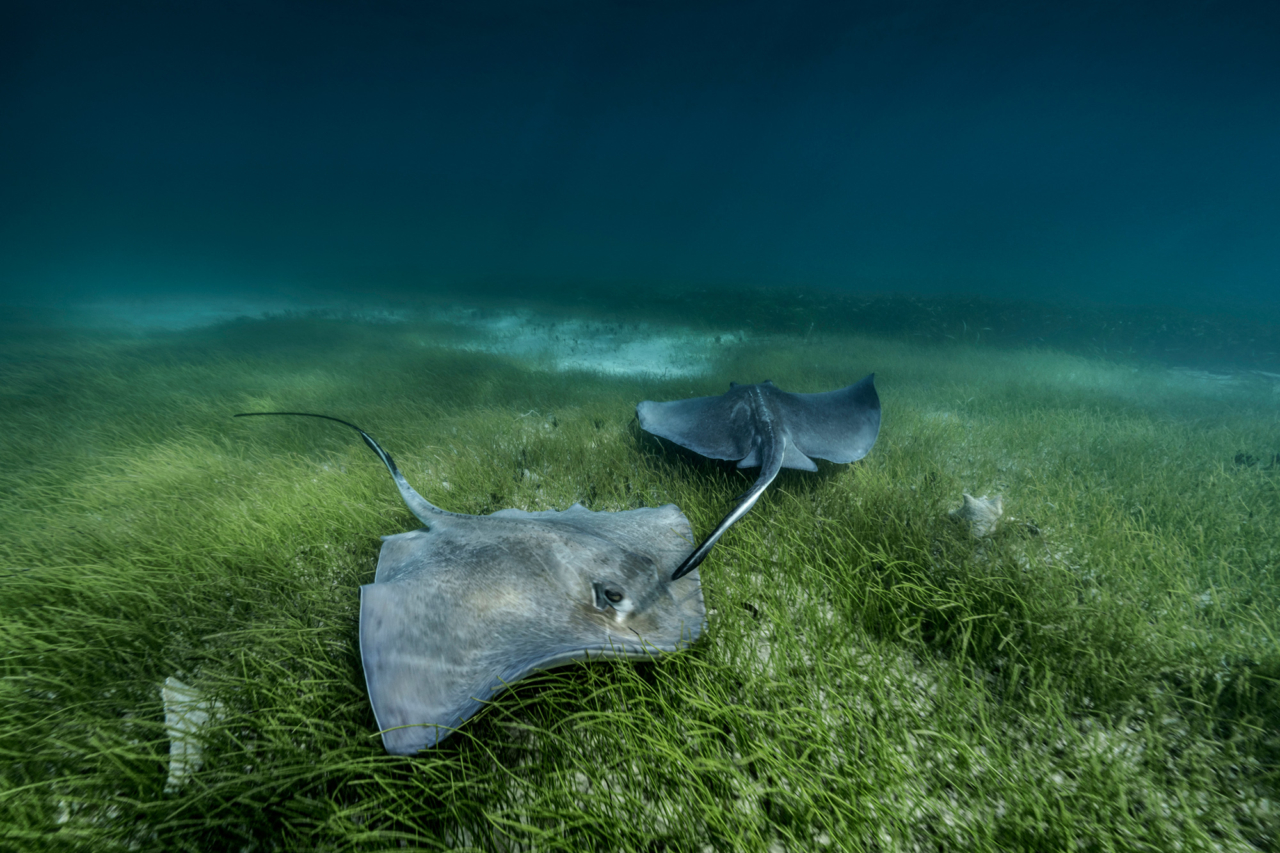 Two stingrays at the bottom of the ocean.