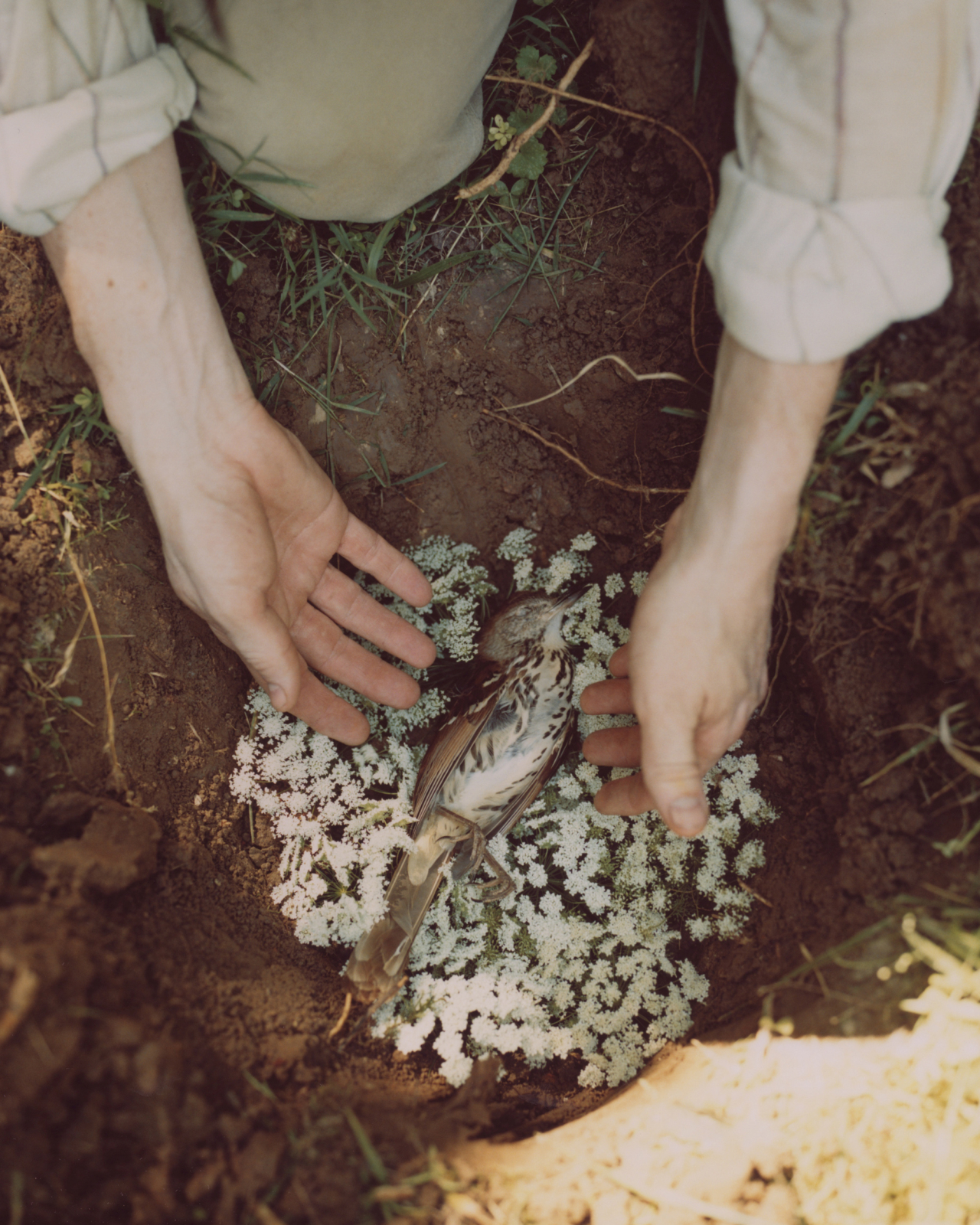 A dead bird lies on a bed of flowers.