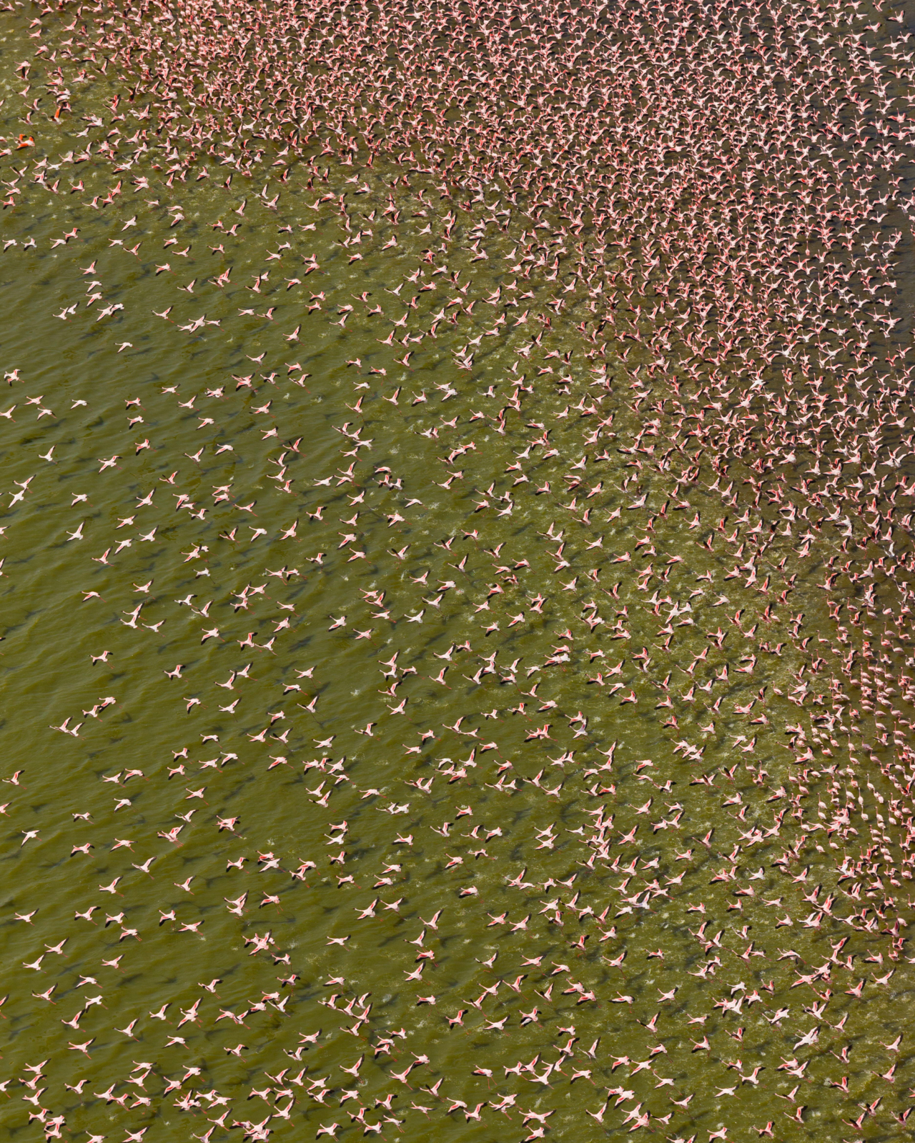 A flamboyance of pink flamingos fly in sync.
