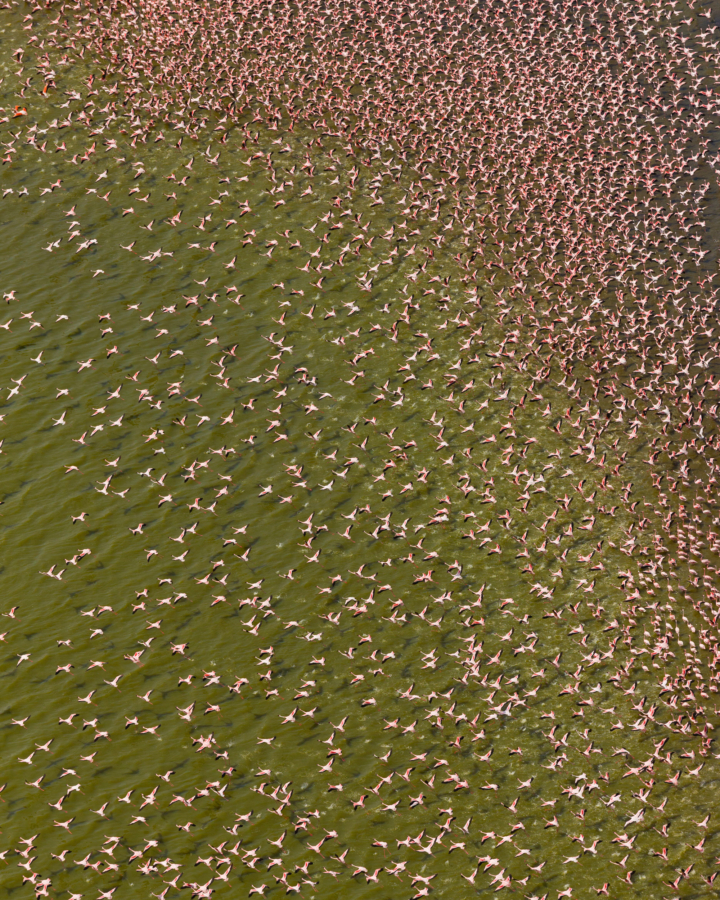 A flamboyance of pink flamingos fly in sync.