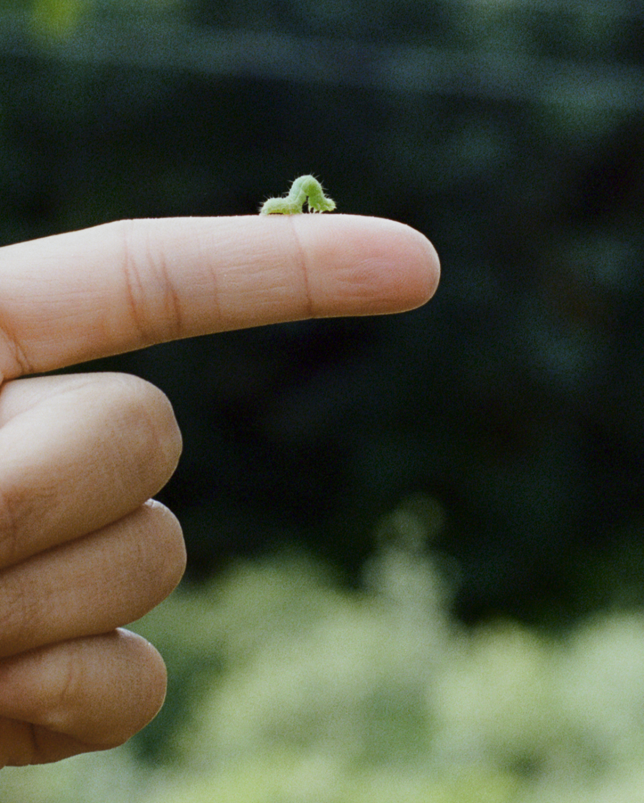 A baby caterpillar crawls on someones pointer finger.