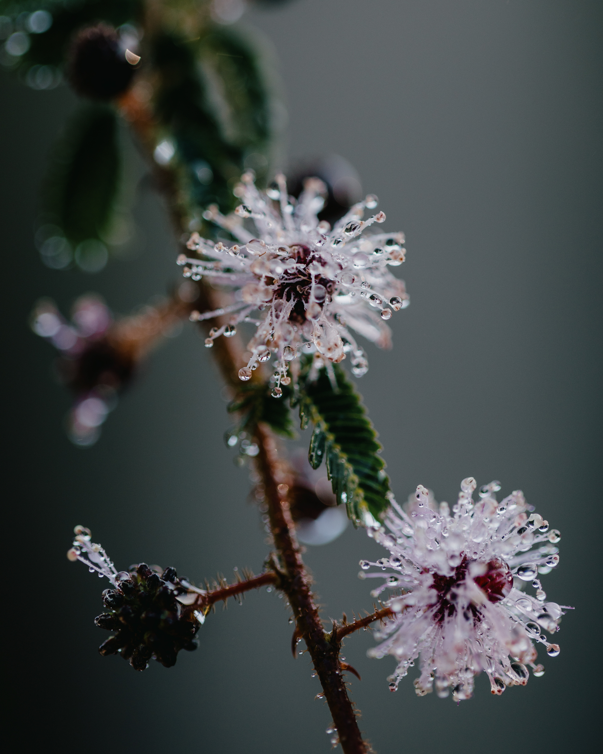 Robin Wall Kimmerer: The Land Loves You Back