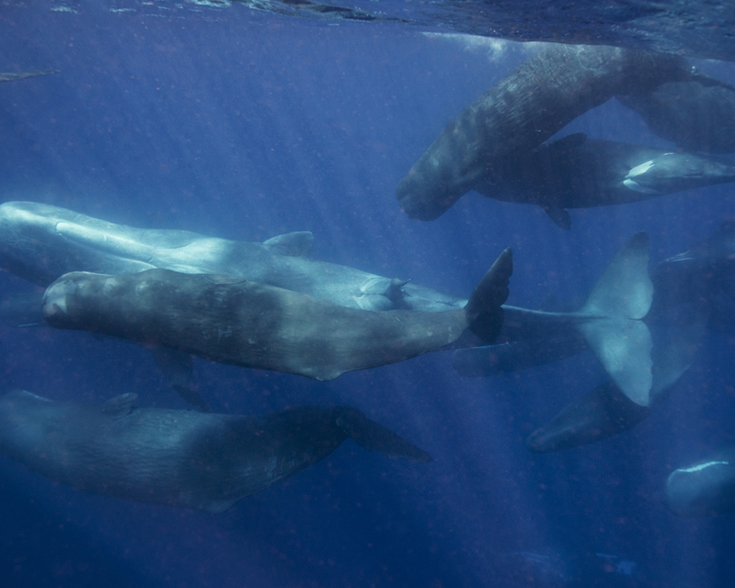 Dominica Sperm Whale Project