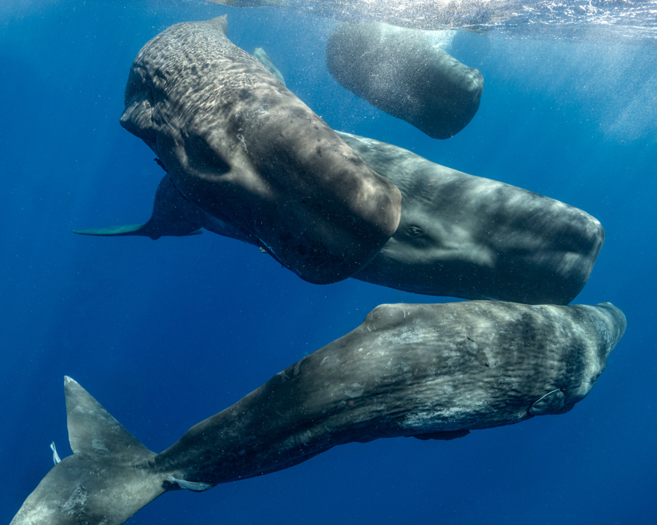 We Are One Step Closer to Understanding Whales. What Now?