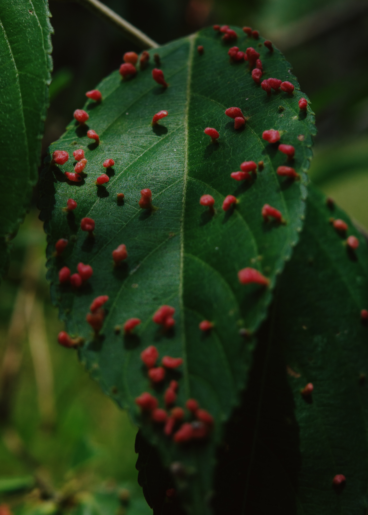 Some kind of red substance grows on a dark green leaf.