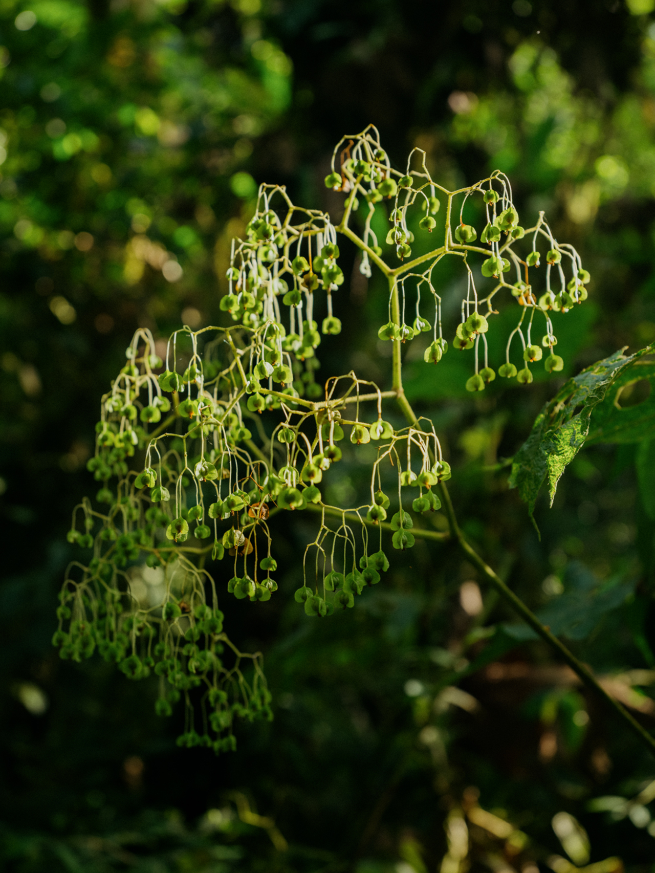 A plant droops from lack of nutirents.