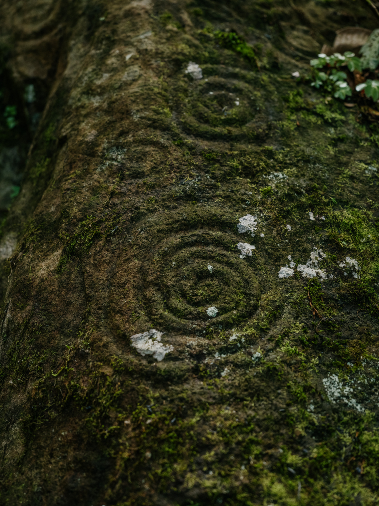 Spiral imprints are drawn into a mossy tree trunk.
