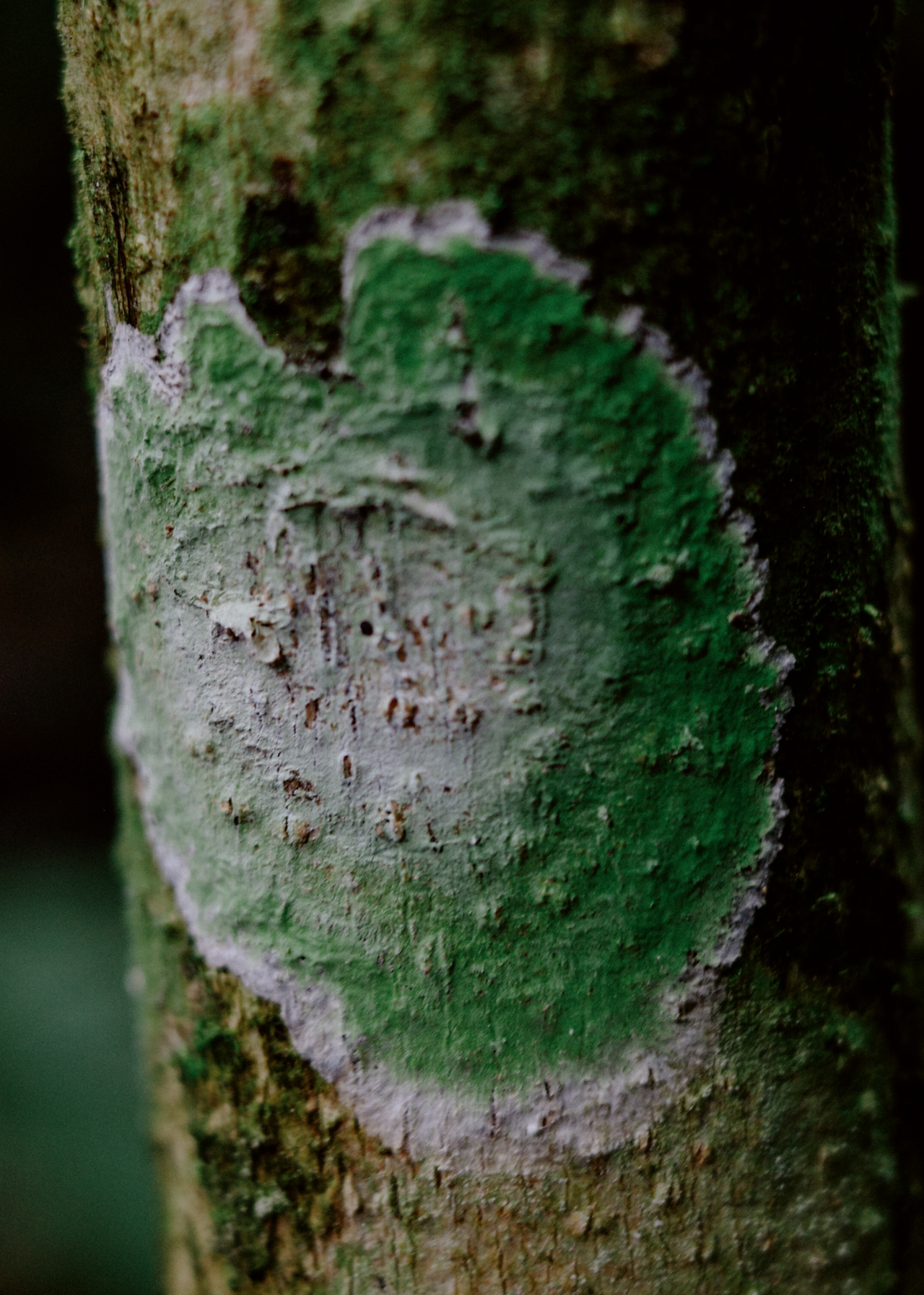A green and white mark grows on a tree trunk.