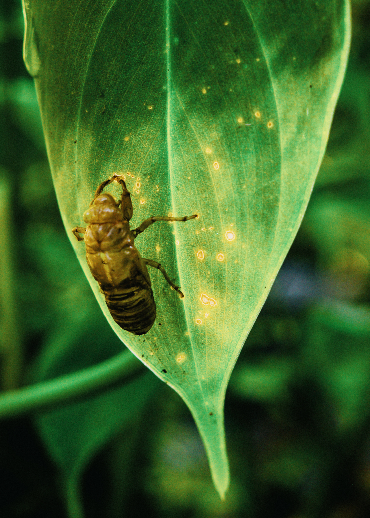 A yellow and black beetle crawls on a leaf.