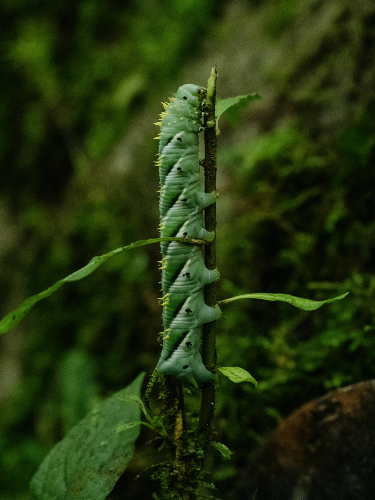 A green caterpillar crawls vertically along a small branch.