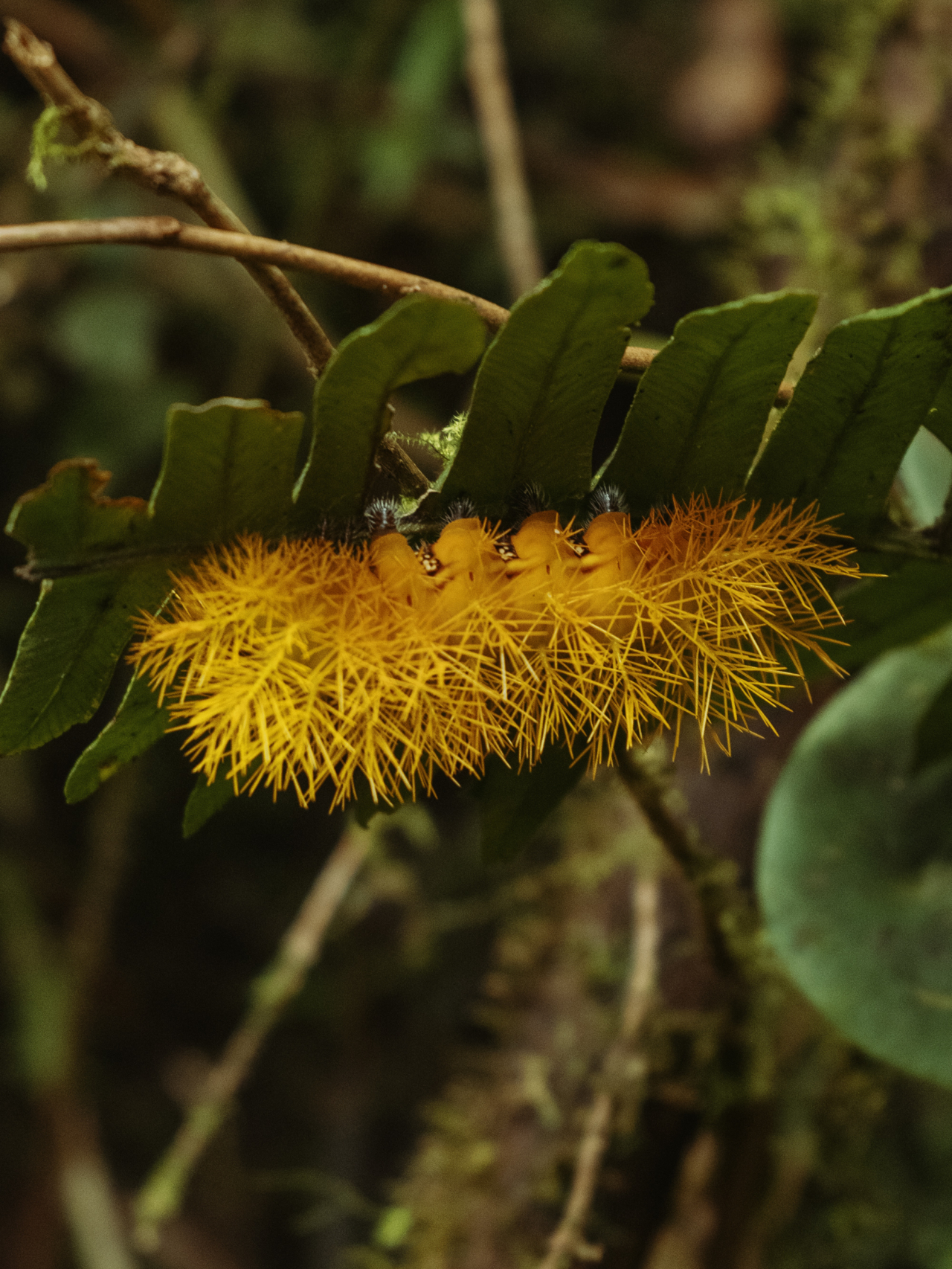 A yellow caterpillar crawls on a leaf.