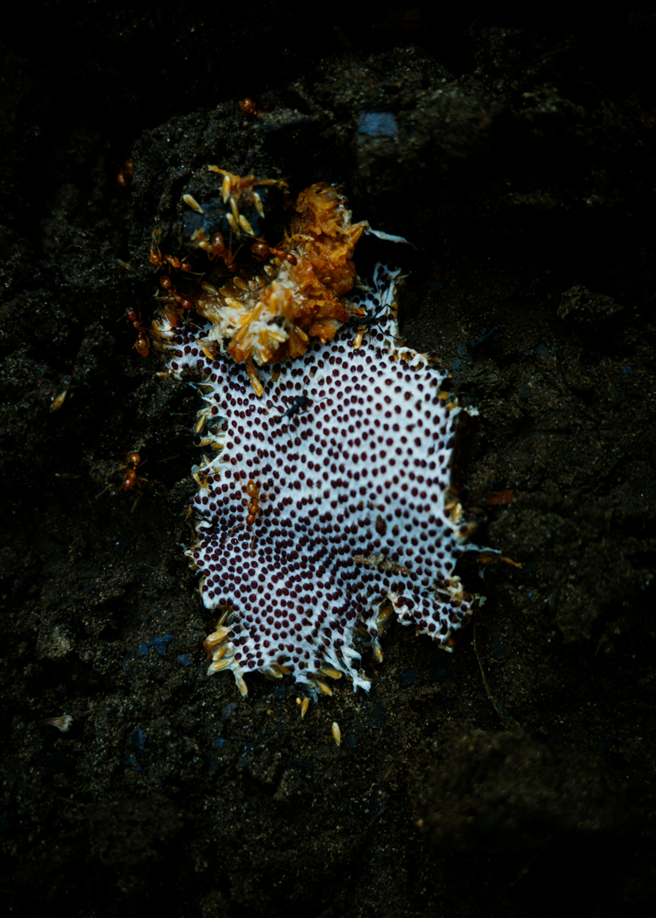 Sticky black and white fungi grows on a tree trunk.