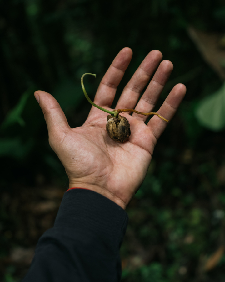 A budding plant rests in a person's palm.