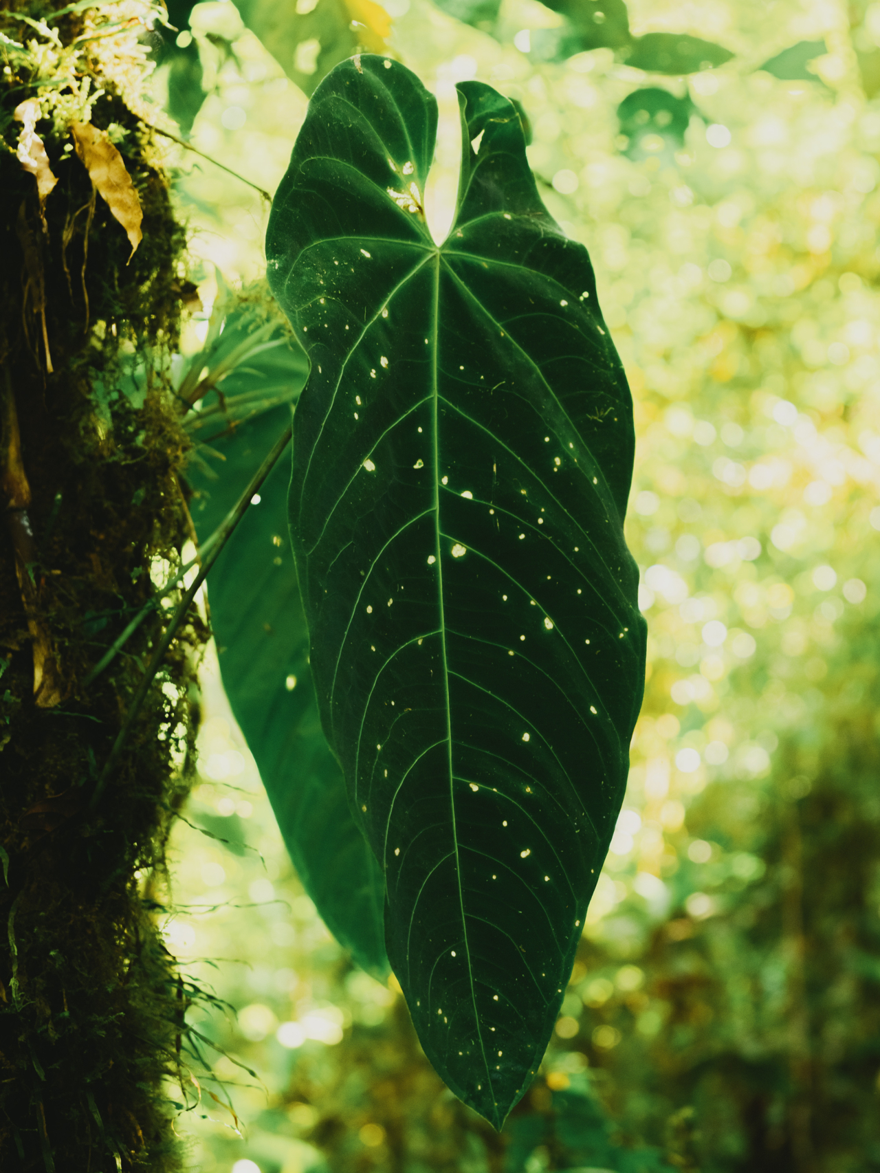 The sunlight shines through small holes of a large leaf.