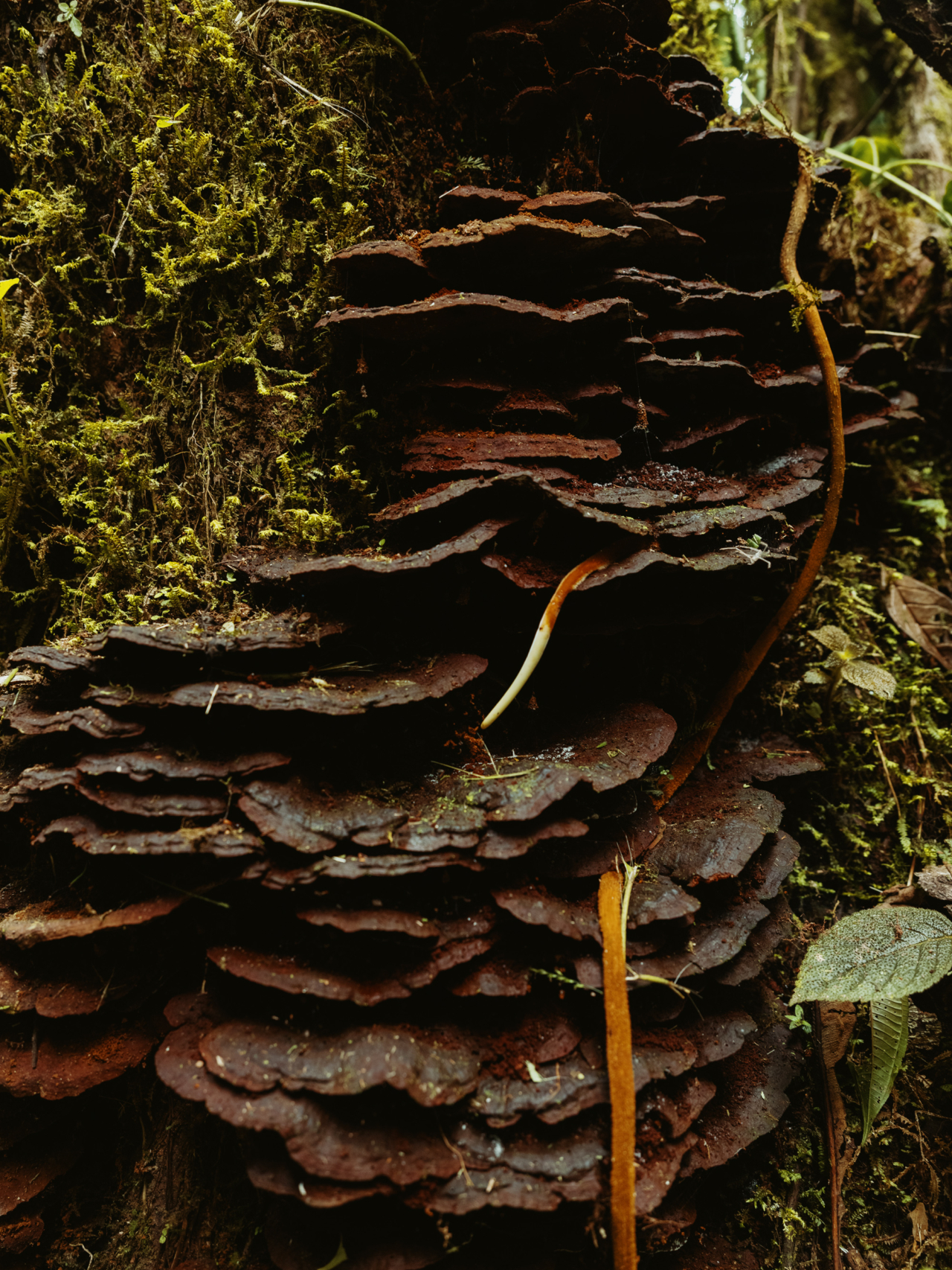 Brown mushrooms grow on a mossy tree.